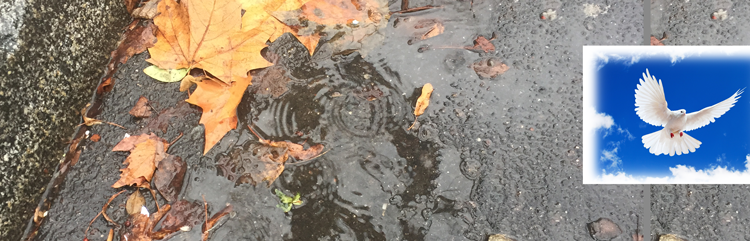 Regenwetter? Macht nichts! Lasse mit deinem Akkordeon die weiße Taube steigen!