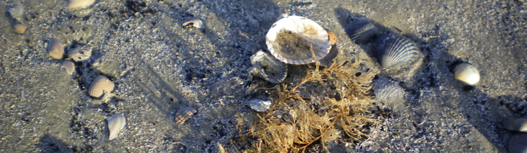 Strand mit Muscheln