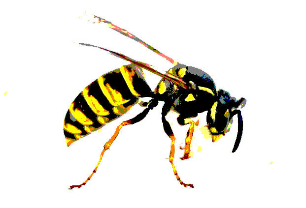 Das Bild einer Wespe