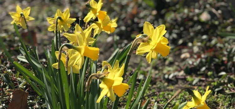 Narzissen im Frühling