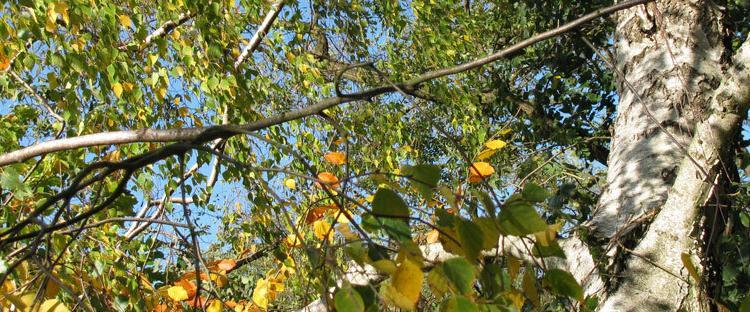 Hier kommt eines der schönsten Herbstlieder im Arrangement für Akkordeon