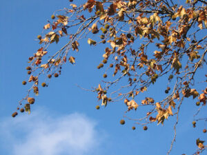 herbstlaub Foto von Peter M Haas