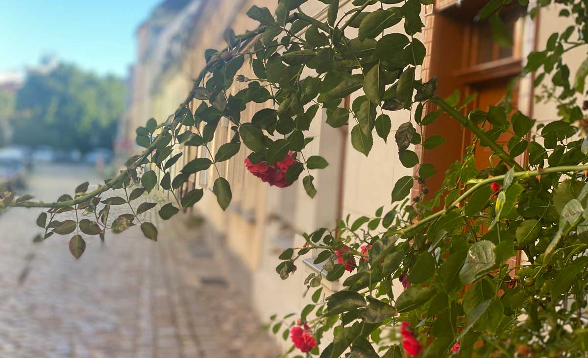 Meine Notengeschenk im September – ein Schatz aus der irischen Tradition