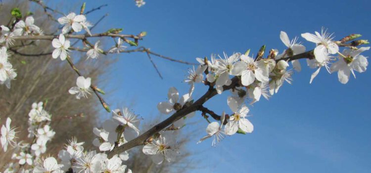 In diesem Rundbrief: die schönsten Frühlingslieder (fast) geschenkt – und das Video Paket zur Improvisation zum Oster-Sonderpreis!