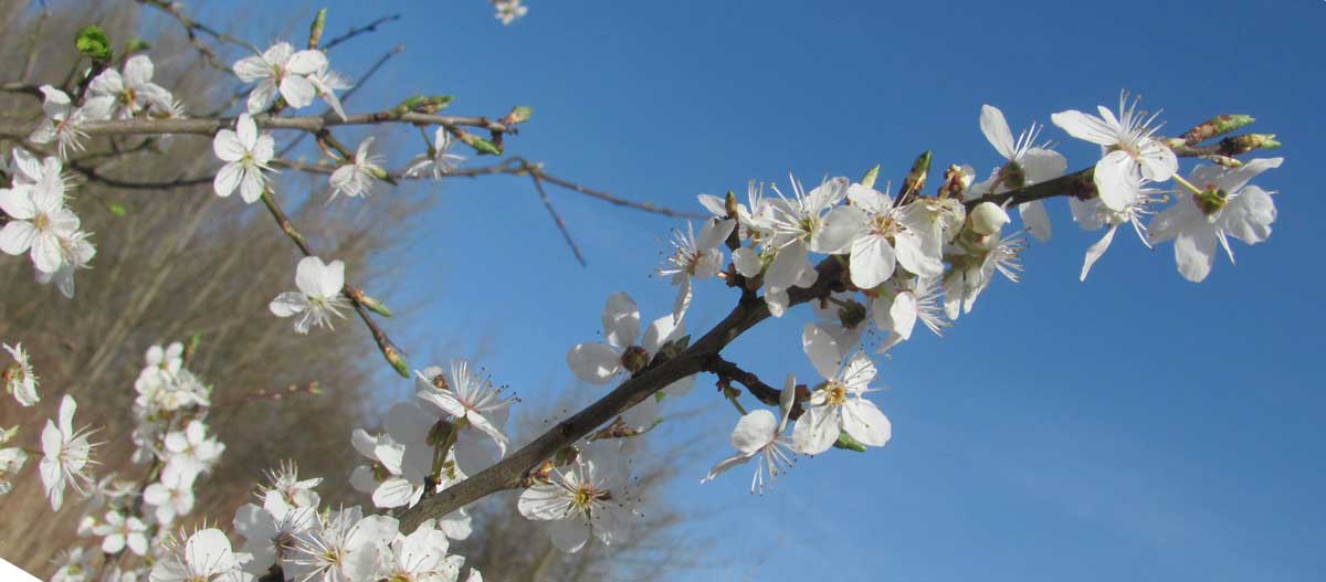 In diesem Rundbrief: die schönsten Frühlingslieder (fast) geschenkt – und das Video Paket zur Improvisation zum Oster-Sonderpreis!